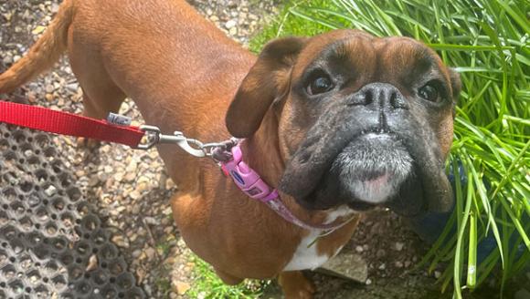 female boxer dog walking in the grass