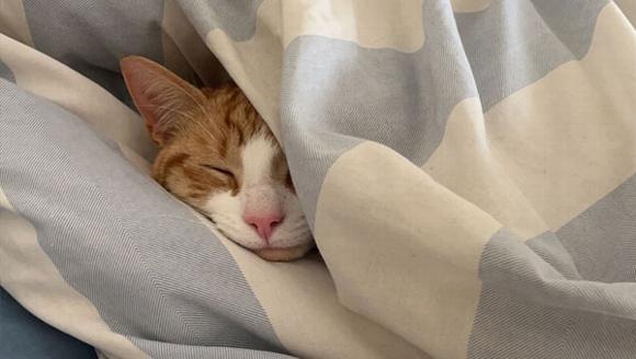 ginger cat sleeping in duvet